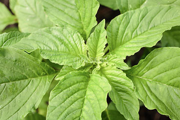 Amaranth - Leaf - Green Callaloo | Eden Seeds