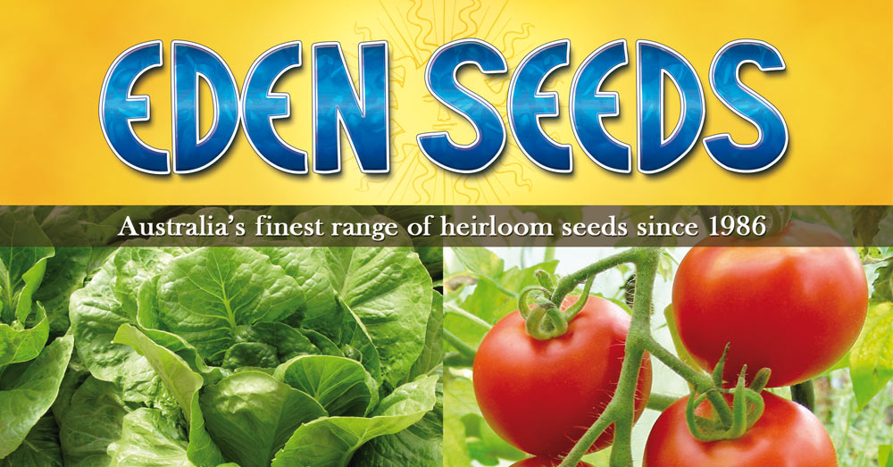 Corn, Popcorn - Saturn Seeds | Eden Seeds